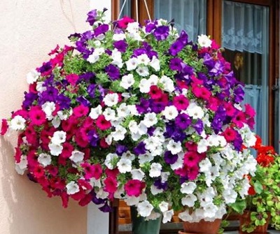 170418 RHS flower basket